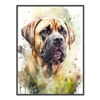 Boerboel akvarel