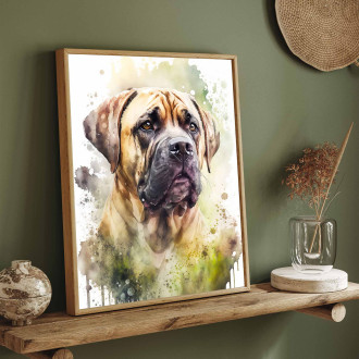 Boerboel akvarel