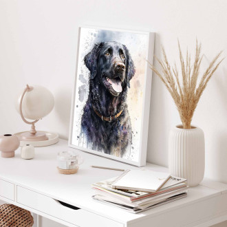 Curly Coated Retriever akvarel