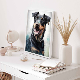 Beauceron akvarel