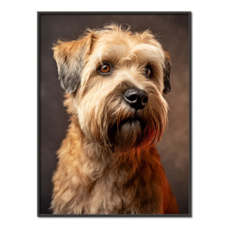 Soft Coated Wheaten Terrier realistic