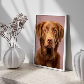 Chesapeake Bay retriever realistic