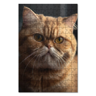 Drevené puzzle Exotická krátkosrstá mačka realistic