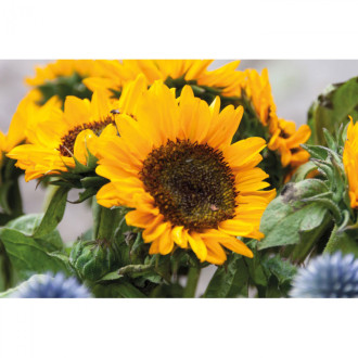 GIRASOL, Slunečnicová semínka v obálce