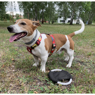 Frisbee pro psy RINGO
