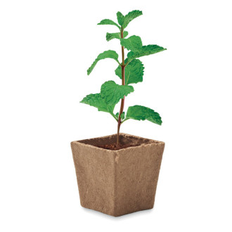 MINT KIT, Sada na pěstování máty