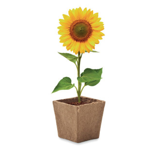SUNFLOWER KIT, Sada na pěstování slunečnice