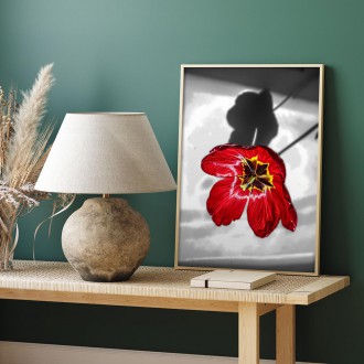 Tulipánový kvet Plagát