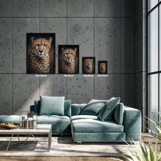 Samec geparda