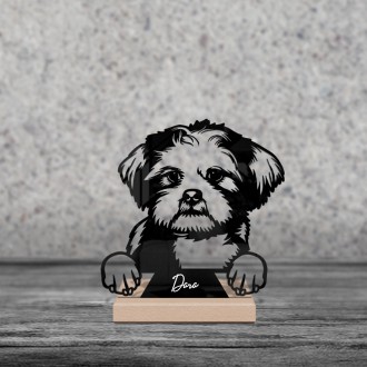 Lhasa Apso